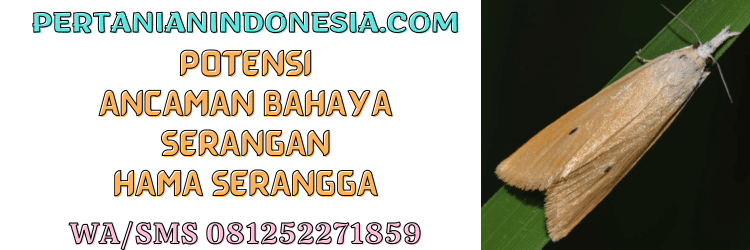 potensi,ancaman,bahaya,serangan,hama,serangga,pertanian indonesia